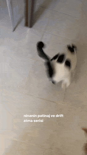 a black and white cat is walking on a tiled floor with the words " ninanin patinaj ve drift atma serisi " above it