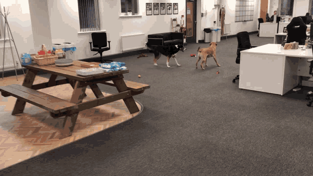 three dogs are playing in a room with a picnic table and chairs