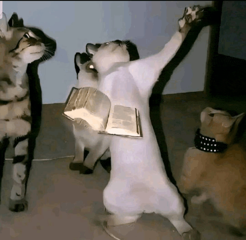 a cat is holding a bible in its paws while two other cats look on