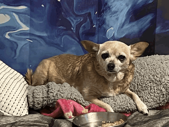 a small dog is laying on a bed with a bowl of food
