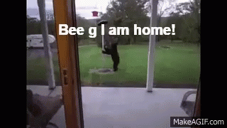 Bear Bee G GIF - Bear Bee G Home GIFs