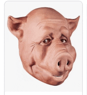 a close up of a pig 's head with a big nose