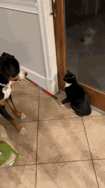 Dog Cat GIF - Dog Cat Fight GIFs