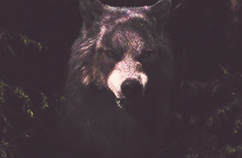 Wolf Backaway GIF - Wolf Backaway Canis Lupus GIFs