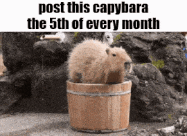 a capybara is sitting in a wooden bucket with the caption post this capybara the 5th of every month .