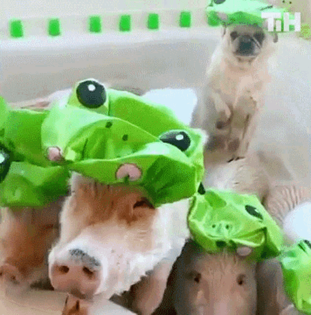 Pigs This Is Happening GIF - Pigs This Is Happening Cute GIFs