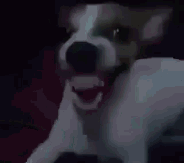 Cachorro Rindo GIF - Cachorro Rindo Michael Jackson GIFs