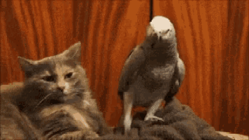 Parrot African Grey GIF - Parrot African Grey Cat GIFs