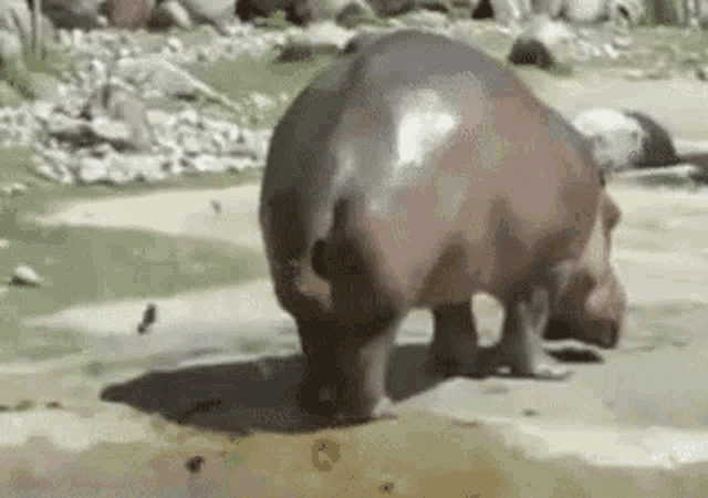 a hippopotamus is standing on its hind legs in a muddy area .