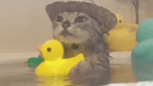 a kitten wearing a hat is playing with a yellow rubber duck in a bathtub .