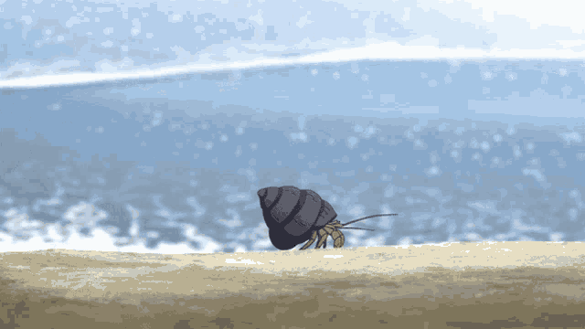 a hermit crab is crawling on the beach near the water
