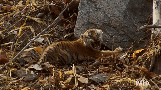 Cub Crying Tiger Cub Escape GIF - Cub Crying Tiger Cub Escape Baby Tiger GIFs