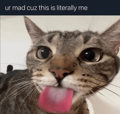 a close up of a cat with its tongue sticking out and the caption ur mad cuz this is literally me