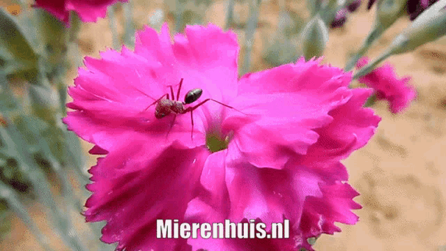 a pink flower with a green ant on it and the website mierenhuis.nl