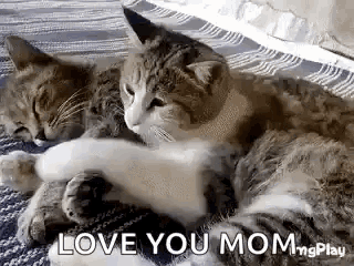 two cats are laying next to each other on a blanket .