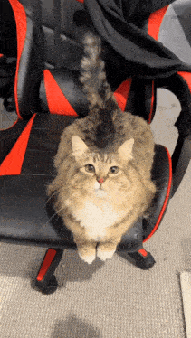 a cat is sitting on a chair with a red and black stripe