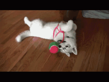 a white dog is playing with a tennis ball on the floor