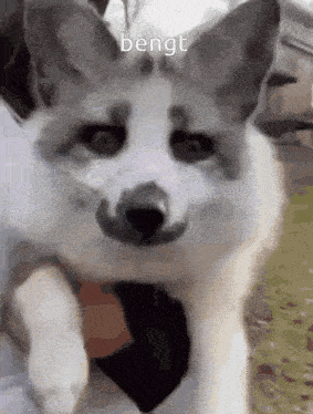 a close up of a dog with the word bengt written above it