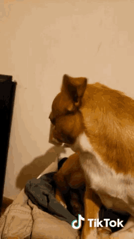 a dog is laying on a pile of clothes next to a tiktok icon