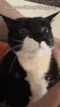 a black and white cat with the words 4 counts of felony kidnapping written above it