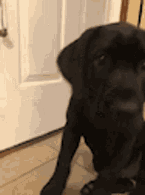 a black puppy is sitting in front of a white door .