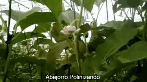 a bee is sitting on a flower in a garden with the words abejoorro polinizando written above it .