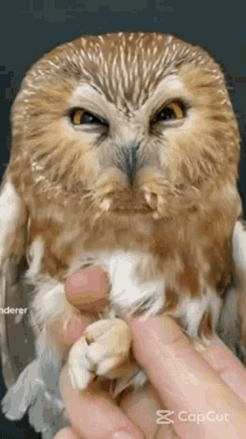 an owl is being held in a person 's hand while looking at the camera .