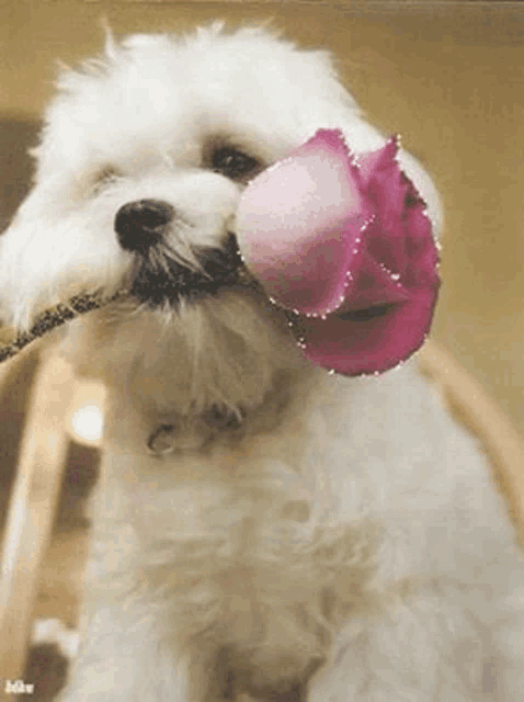a white dog with a pink rose in its mouth