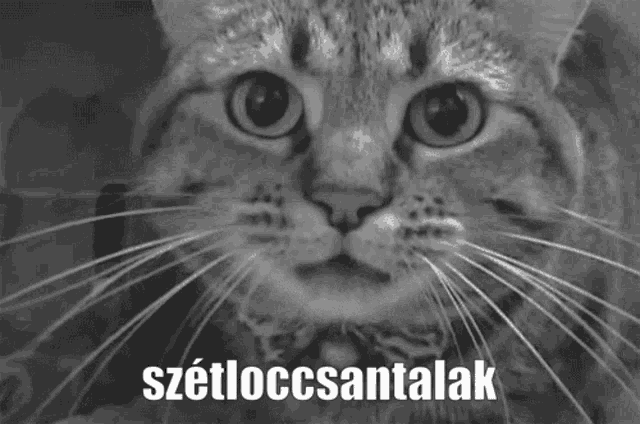 a black and white photo of a cat with a caption that says szettloccsantalab
