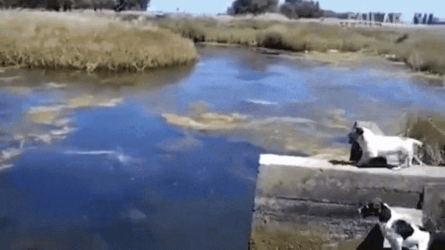 a couple of dogs are standing on a concrete ledge overlooking a body of water