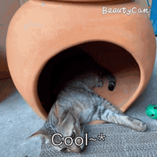 a cat laying in a clay pot with the words cool on the bottom