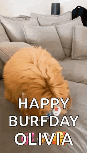a dog is laying on a couch with the words `` happy burfday olivia '' written above it .