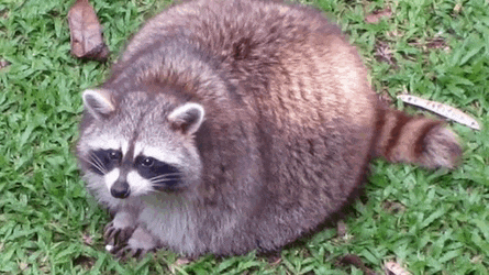 a raccoon is sitting on the grass and looking at the camera .