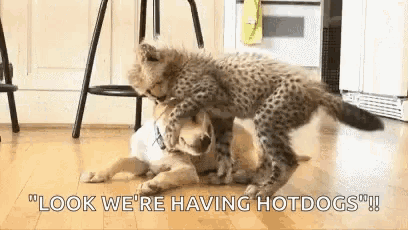 Funny Animals Cats GIF