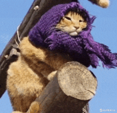a cat with a purple scarf around its head is sitting on a wooden post .