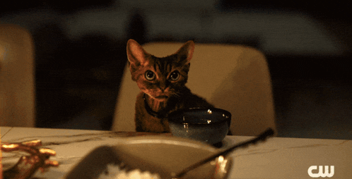 a cat sits on a table with a bowl of food and a cw logo