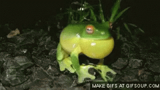 Red Eyed GIF - Red Eyed Frog GIFs