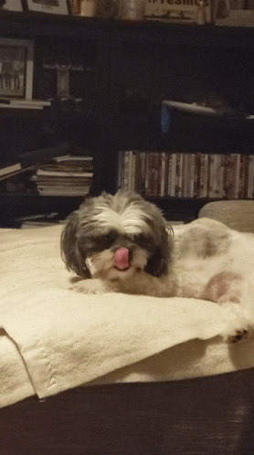 Cute Puppy GIF - Cute Puppy Yawning GIFs