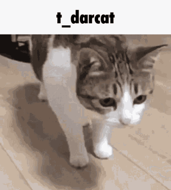 T_darcat GIF - T_darcat GIFs