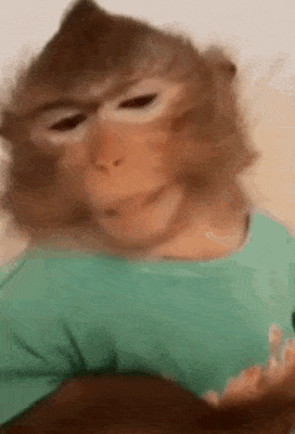 a close up of a monkey wearing a green shirt making a face .