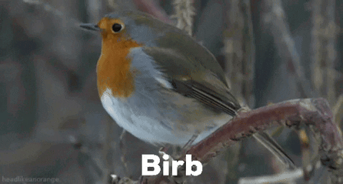 Birb Birbplswin GIF - Birb Birbplswin GIFs