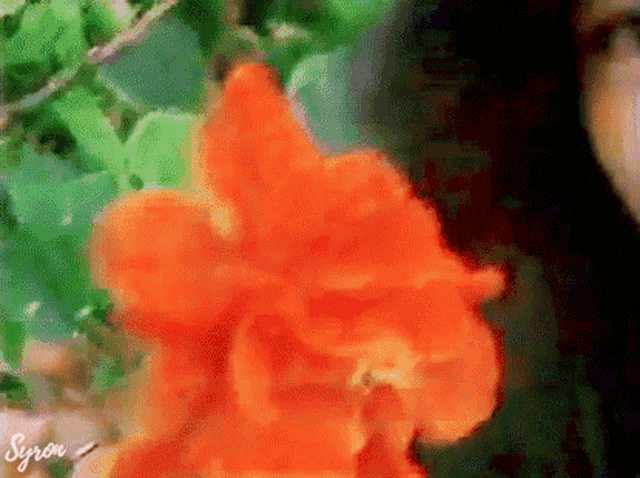 a close up of an orange flower with the word syron written in the corner