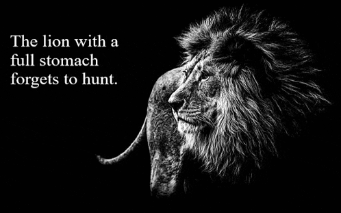 a black and white photo of a lion with a full stomach .