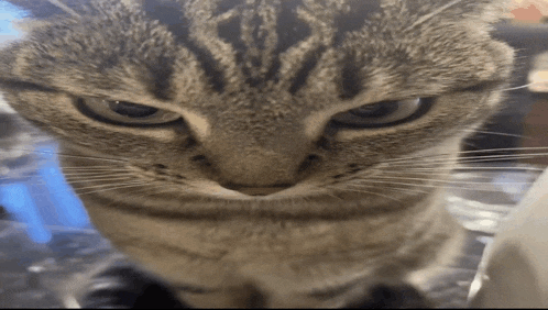 a cat with a serious look on its face