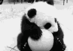 a panda bear playing with a snowball in the snow .