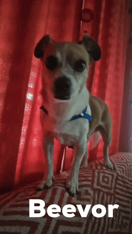 a small brown and white dog with the name beevor on the bottom