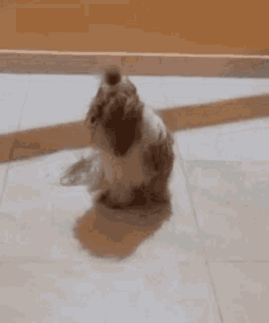 Bob Dog GIF