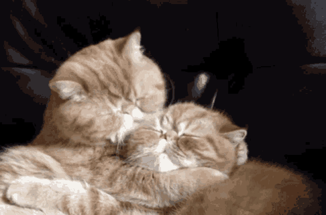 Cat Couple GIF - Cat Couple GIFs