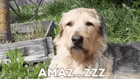a dog is laying in the grass with its eyes closed and the words amaz zzz written on it .