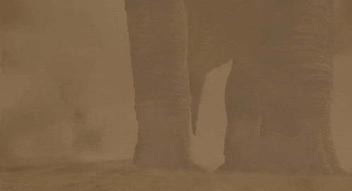a close up of an elephant 's foot with a blurred background